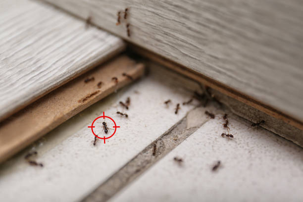 Best Flea Control Services  in West Liberty, WV